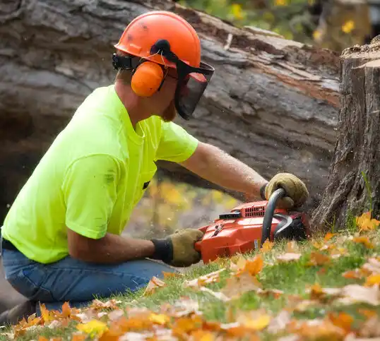 tree services Grandville